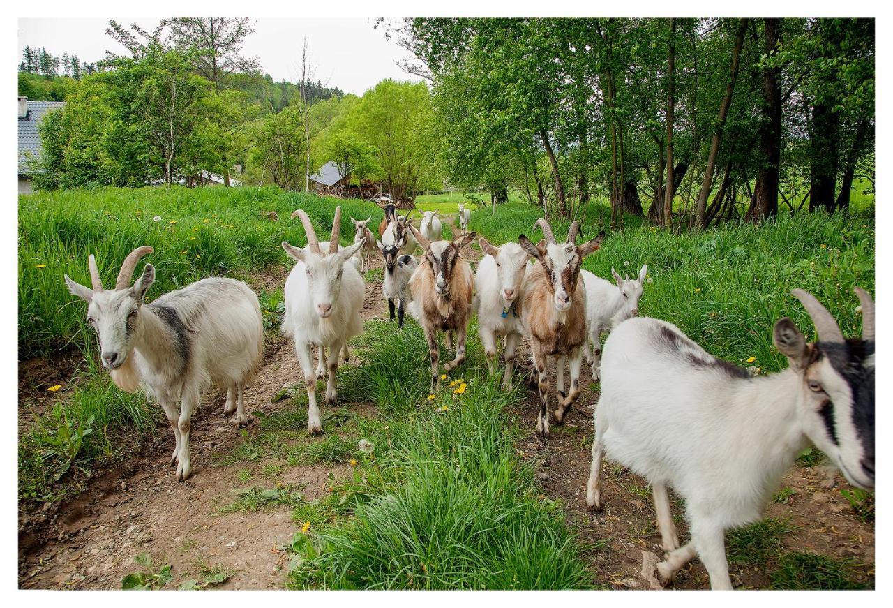Kozy I Roze Farm stay *